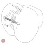 Dilatateur anal pour exploration intime
